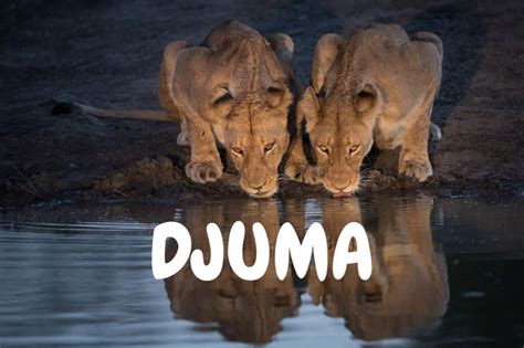 Djuma Dam Cam